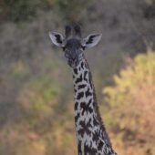  Lake Manyara, TZ